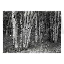 Quakeing Aspens cards by Merritt_B Quakeing Aspens cards
