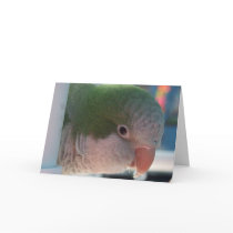 Quaker Parakeet Greeting Card by MenagerieMayhem Quaker Parakeet Greeting Card