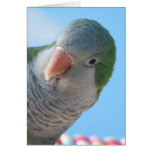 Quaker Parakeet Photo Card