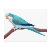 Quaker Parakeet Postcard by twopurringcats Quaker Parakeet Postcard