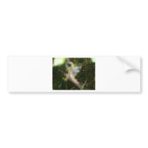 Quaker Parrot Bumper Stickers