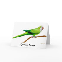 Quaker Parrot Greeting Card by twopurringcats Quaker Parrot Greeting Card