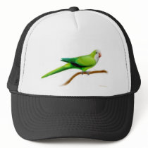 Quaker Parrot Hat