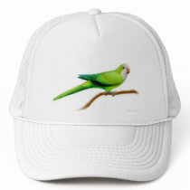 Quaker Parrot Hat