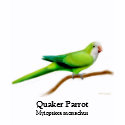 Quaker Parrot Ladies Petite T-Shirt shirt
