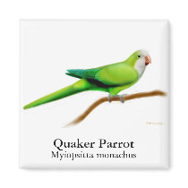 Quaker Parrot Magnet