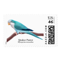 Quaker Parrot Postage postage by twopurringcats Quaker Parrot Postage postage