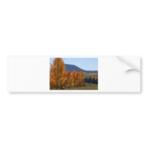 Quaking Aspen Bumper Sticker