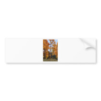 Quaking Aspen Cedar Breaks Utah Bumper Sticker
