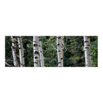 Quaking Aspen, Grand Teton National Park posters