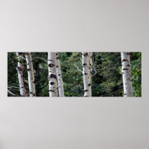 Quaking Aspen, Grand Teton National Park Print