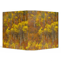 Quaking aspen grove in peak autumn color in 2 vinyl binders