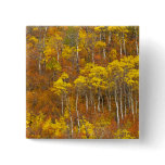 Quaking aspen grove in peak autumn color in 2 pin