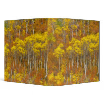 Quaking aspen grove in peak autumn color in vinyl binder