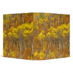 Quaking aspen grove in peak autumn color in binders