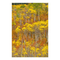 Quaking aspen grove in peak autumn color in