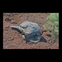 Quality Qualifornia Quail posters