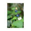 Quarreling Butterflies posters by unknownartist Quarreling Butterflies posters