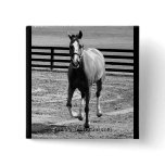 Quarter Horse Button