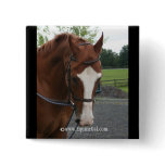 Quarter Horse Button