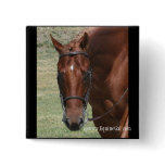 Quarter Horse Button