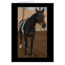 Quarter Horse Card