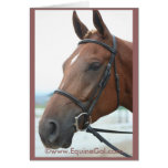 Quarter Horse Card