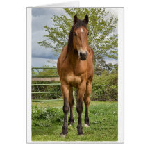 Quarter Horse Card