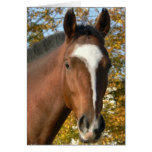 Quarter Horse Greeting Card