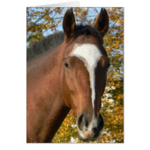 Quarter Horse Greeting Card
