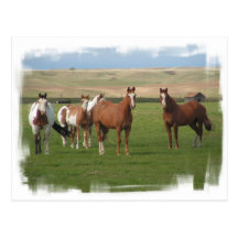Quarter Horse Herd Postcard