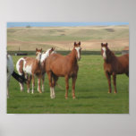 Quarter Horse Herd Poster Print