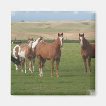 Quarter Horse Herd Square Magnet