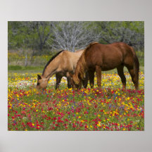 Quarter Horse in field of wildflowers near Cuero Print