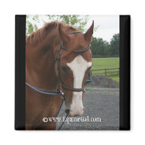 Quarter Horse Magnet