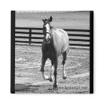 Quarter Horse Magnet