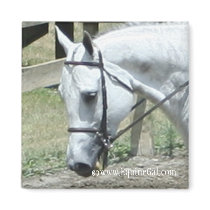 Quarter Horse Magnet