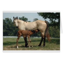 Quarter Horse Mare & Foal Greeting Cards
