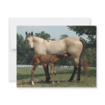 Quarter Horse Mare &amp; Foal Invites
