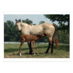 Quarter Horse Mare & Foal Post Card