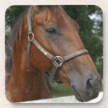 Quarter Horse Photo  Set of Coasters