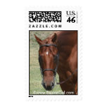 Quarter Horse Postage