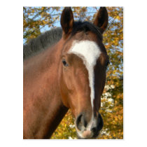 Quarter Horse Postcard postcards