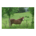Quarter Horse posters by reginakempf Quarter Horse posters