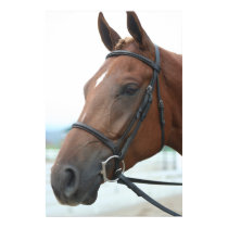 Quarter Horse Poster posters by EquineGal Quarter Horse Poster posters