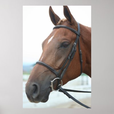 Quarter Horse Poster by EquineGal