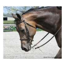 Quarter Horse Poster posters