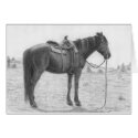 Quarter Horse Resting cards