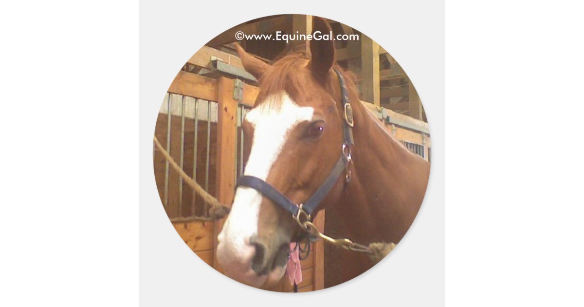 Quarter Horse Sticker Zazzle