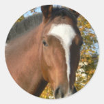 Quarter Horse Sticker